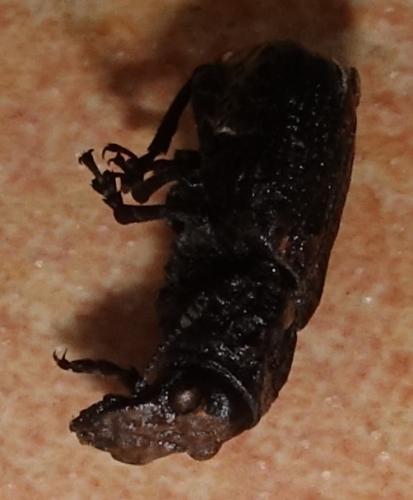 Platyrhinus resinosus