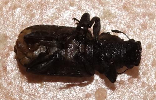 Platyrhinus resinosus