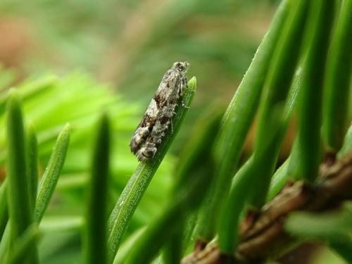 Epinotia pygmaeana