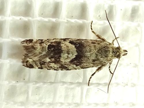 Epinotia pygmaeana