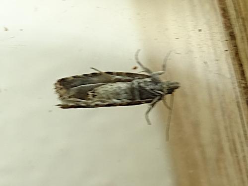 Epinotia pygmaeana