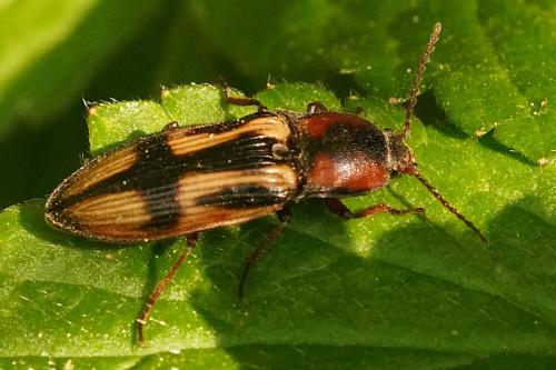 Selatosomus cruciatus