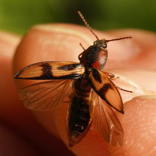Selatosomus cruciatus