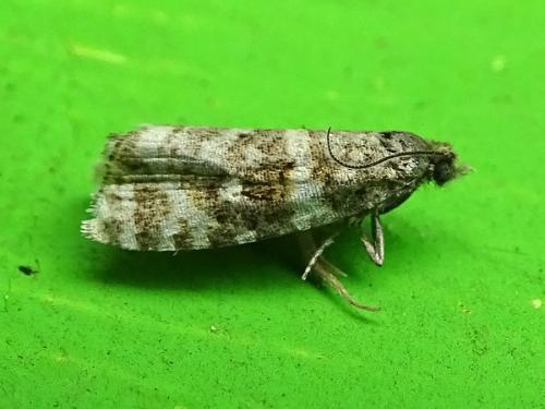 Réf. 301 016 : Phiaris sp.