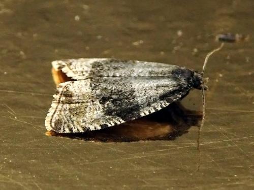 Réf. 301 017 : Phiaris umbrosana