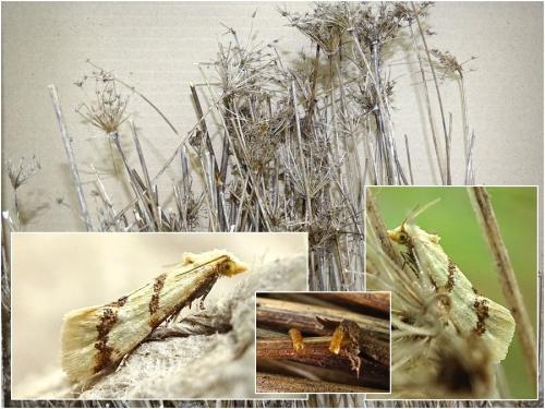 Réf. 301 036 : Aethes bilbaensis