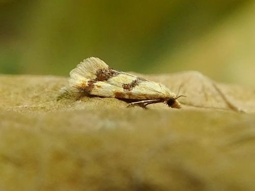 Aethes bilbaensis