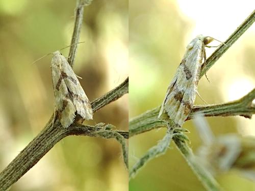 Aethes bilbaensis