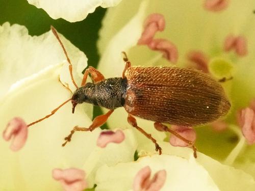Réf. 301 046 : Phyllobius oblongus