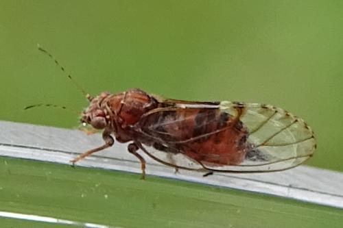 Cacopsylla crataegi