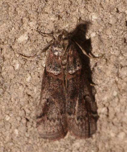 Réf. 301 642 : Acrobasis obliqua