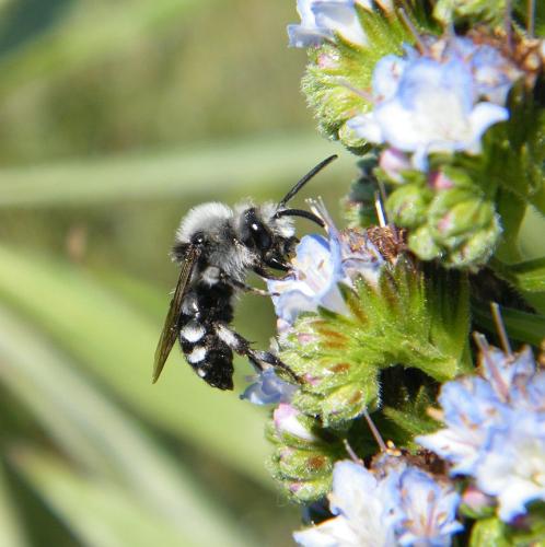 Réf. 301 749 : Melecta albifrons