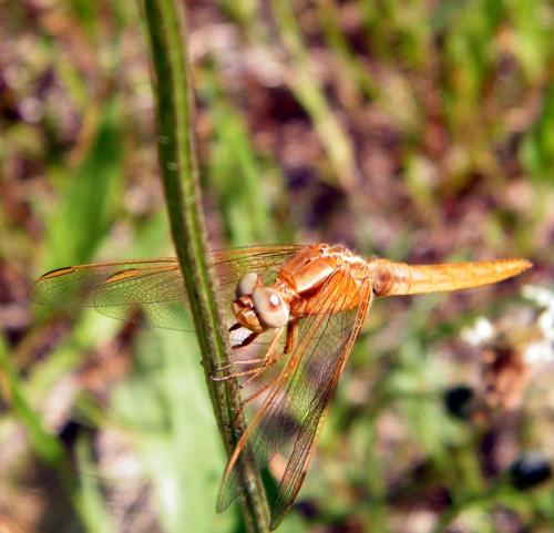 Crocothemis erythraea