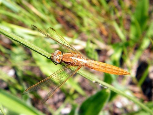 Réf. 301 535 : Crocothemis erythraea