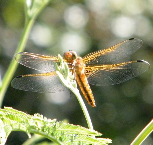 Réf. 301 902 : Libellula fulva