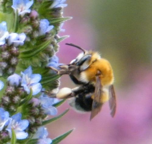 Réf. 301 678 : Habropoda tarsata