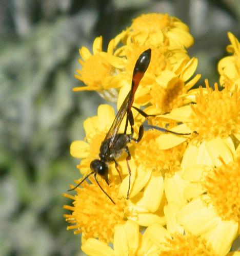 Ammophila heydeni