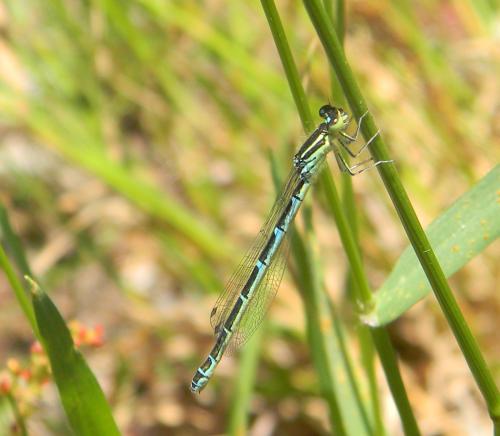 Réf. 301 973 : Coenagrion scitulum