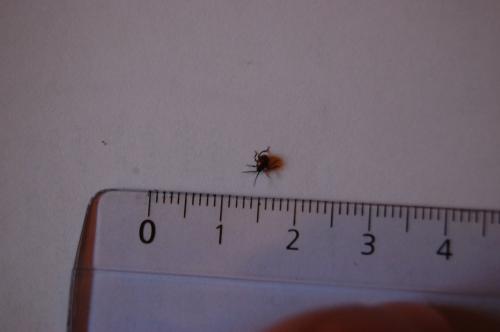 Gibbium sp.