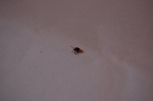 Gibbium sp.