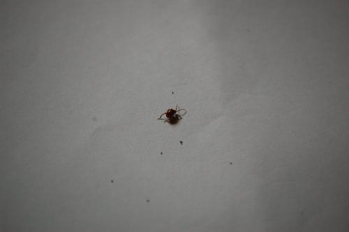 Gibbium sp.