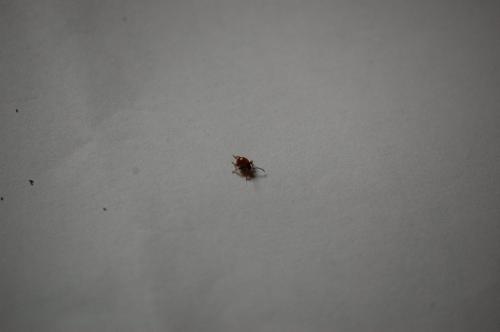Gibbium sp.