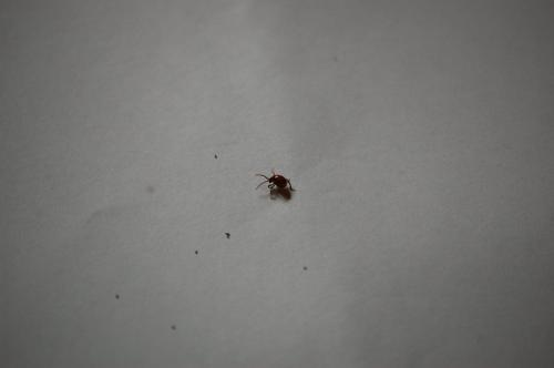 Gibbium sp.
