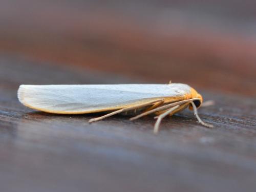 Réf. 301 626 : Eilema caniola