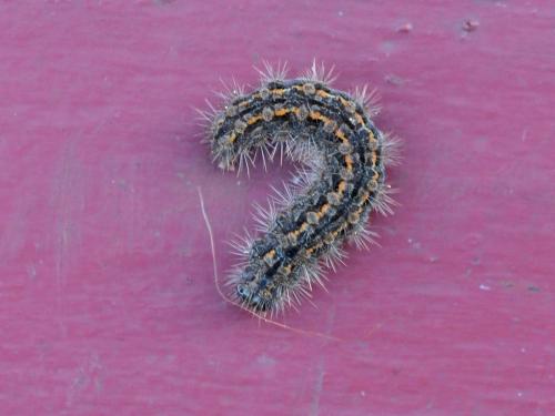 Réf. 301 249 : Eilema sp.