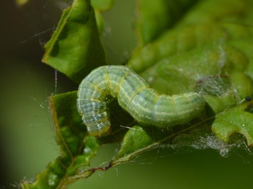 Operophtera brumata
