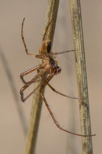Réf. 301 358 : Metellina mengei