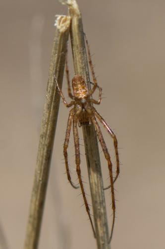 Metellina mengei