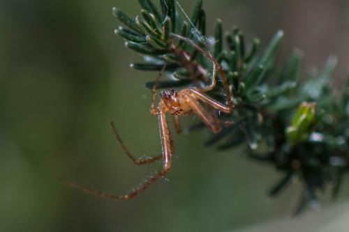 Metellina mengei