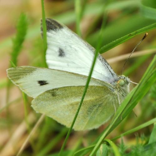 Réf. 301 442 : Pieris mannii