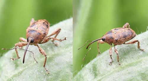 Réf. 301 534 : Curculio glandium