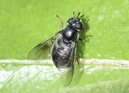Réf. 301 138 : Pipiza noctiluca