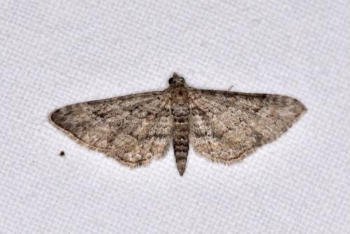 Réf. 301 137 : Gymnoscelis rufifasciata