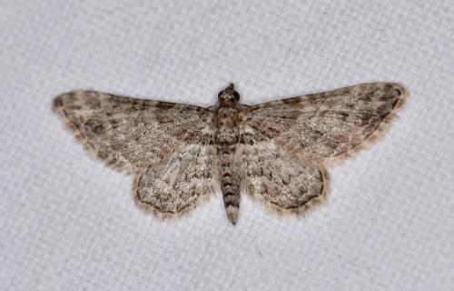 Gymnoscelis rufifasciata