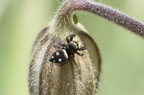 Réf. 301 611 : Heliophanus apiatus
