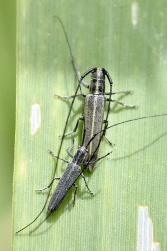 Réf. 301 610 : Calamobius filum
