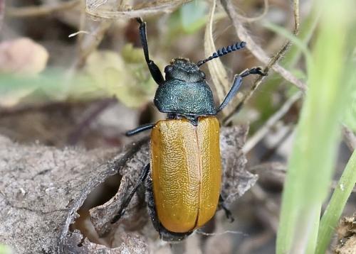 Réf. 301 829 : Labidostomis taxicornis