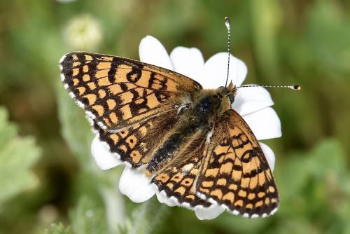Réf. 301 830 : Melitaea cinxia