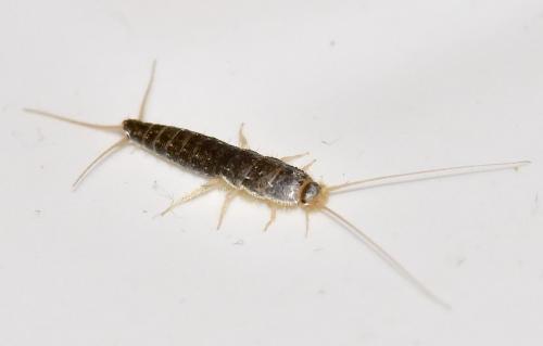 Ctenolepisma sp.