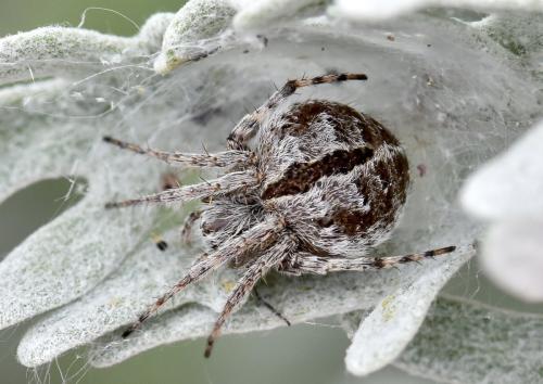 Agalenatea redii