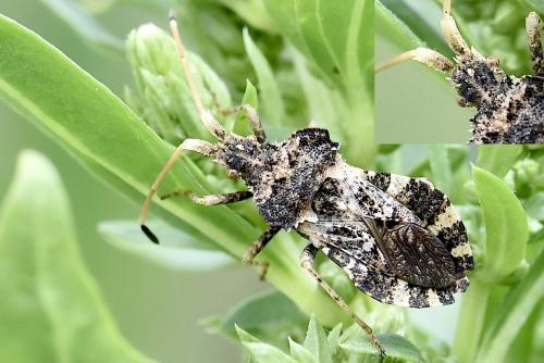 Réf. 301 960 : Centrocoris variegatus