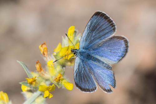 Réf. 301 602 : Glaucopsyche melanops