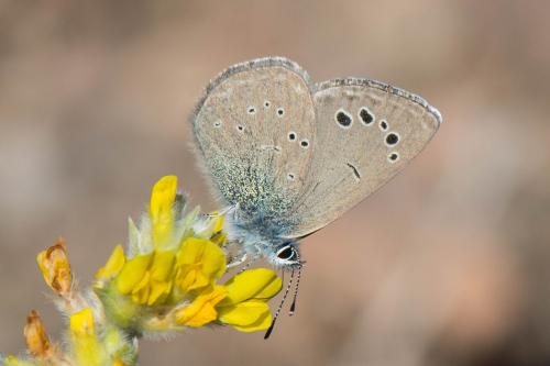 Réf. 301 603 : Glaucopsyche melanops