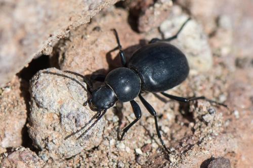 Tentyria sp.