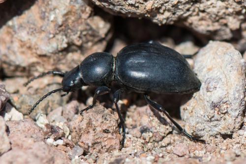 Tentyria sp.