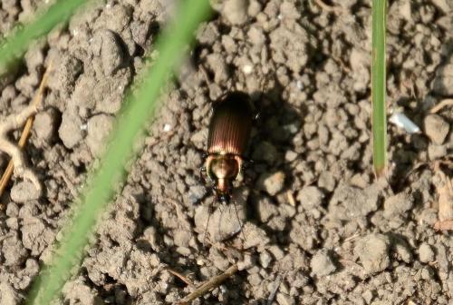 Réf. 301 053 : Poecilus cupreus